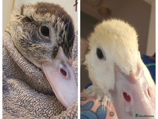 Ducks poultry 2 18 week old male muscovies - Advert 1