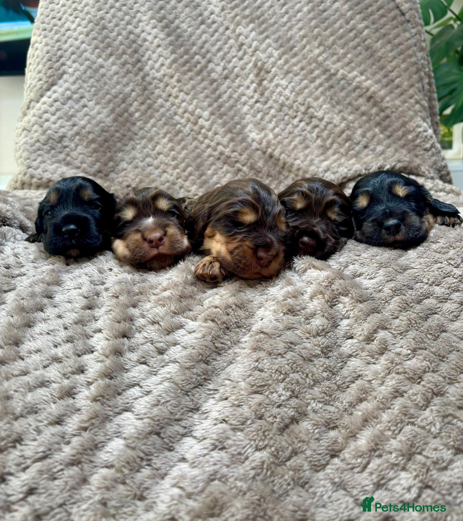 Cocker Spaniel dogs Beautiful Working × Show Cocker Spaniel Puppies 🐾 - Advert 1