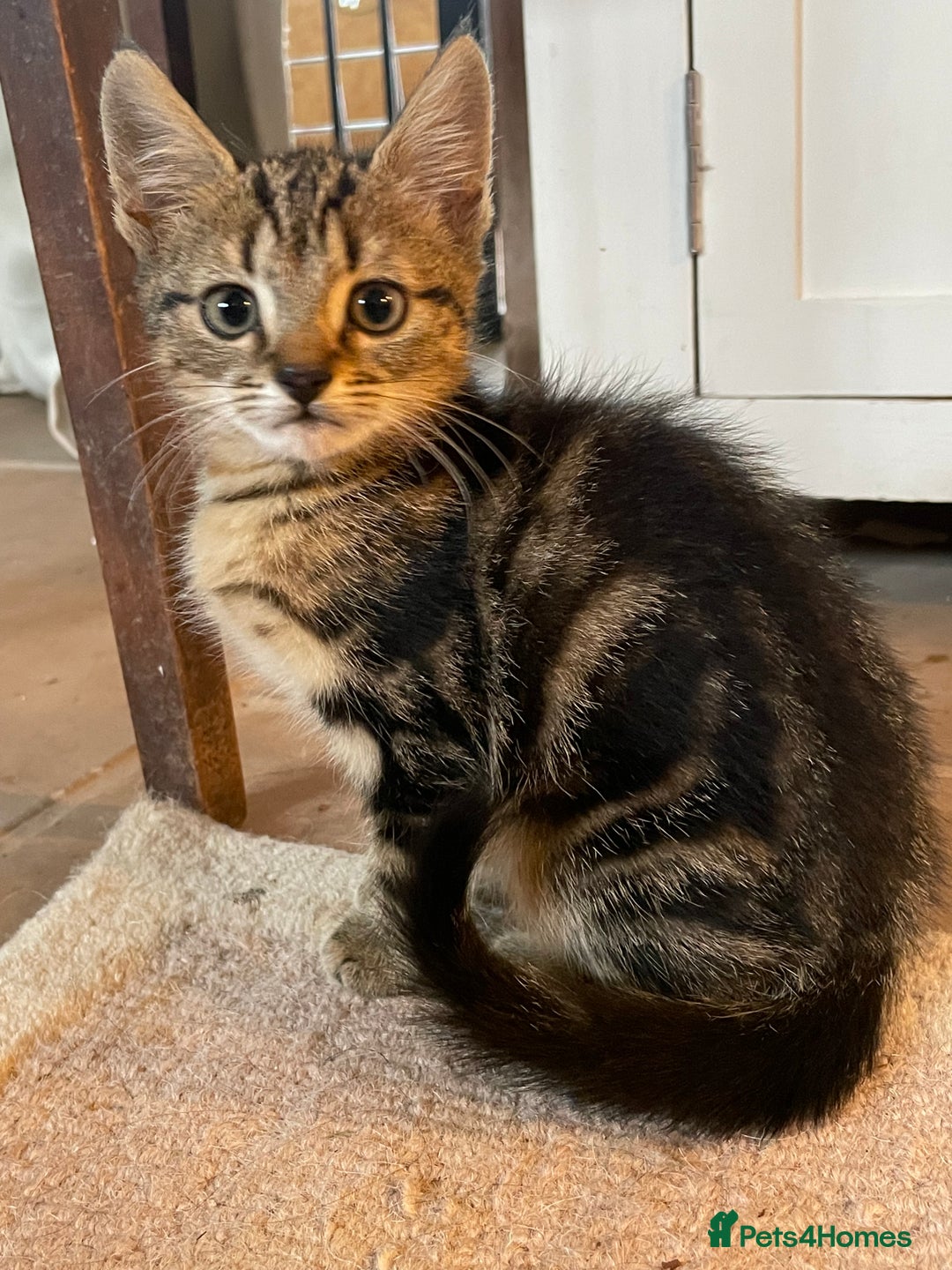 Mixed Breed cats for sale: Tabby kittens - Image 4