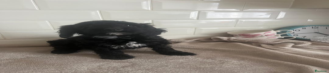 Mixed Breed Puppy 8