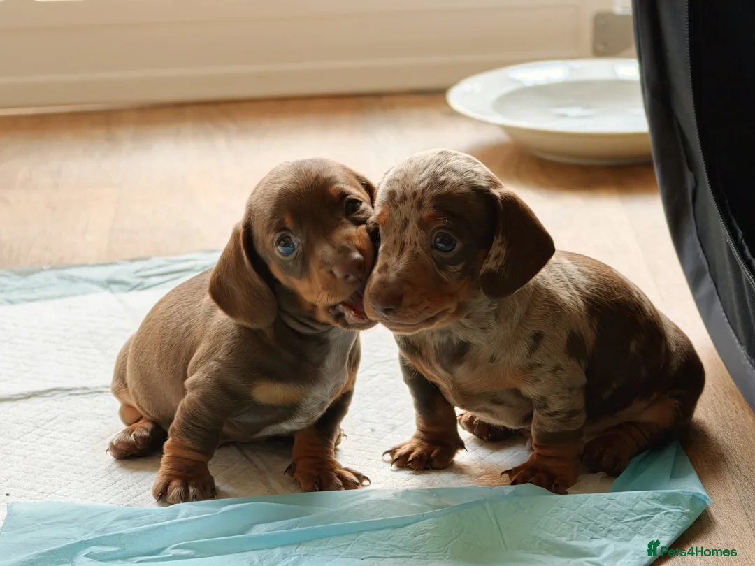 Miniature Dachshund dogs for sale: Miniature dachshund  in Thirsk - Advert 1