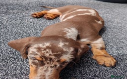 Miniature Dachshund dogs for sale: MINIATURE DACHSHUND FOR SALE  - Image 4