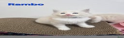 Ragdoll cats for sale: GCCF registered ragdoll kittens  - Advert 8