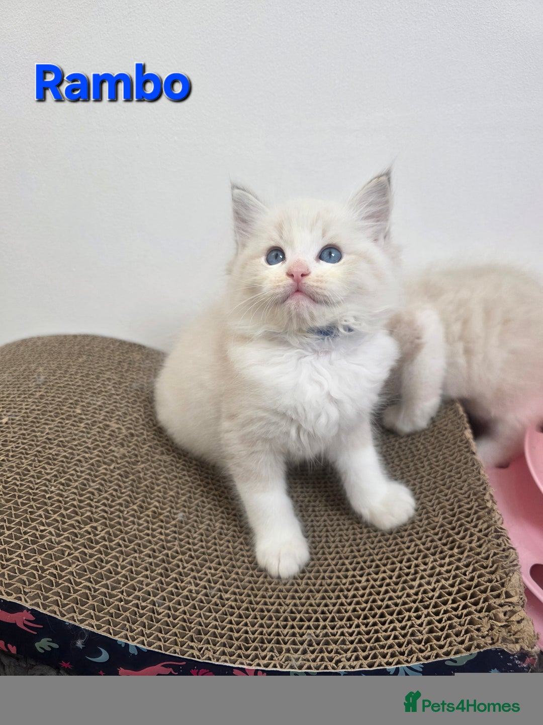 Ragdoll cats for sale: GCCF registered ragdoll kittens  - Advert 8