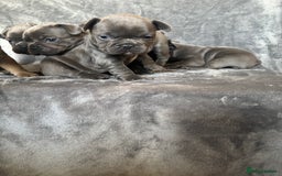 French Bulldog dogs for sale: French bulldogs puppies  - Image 8