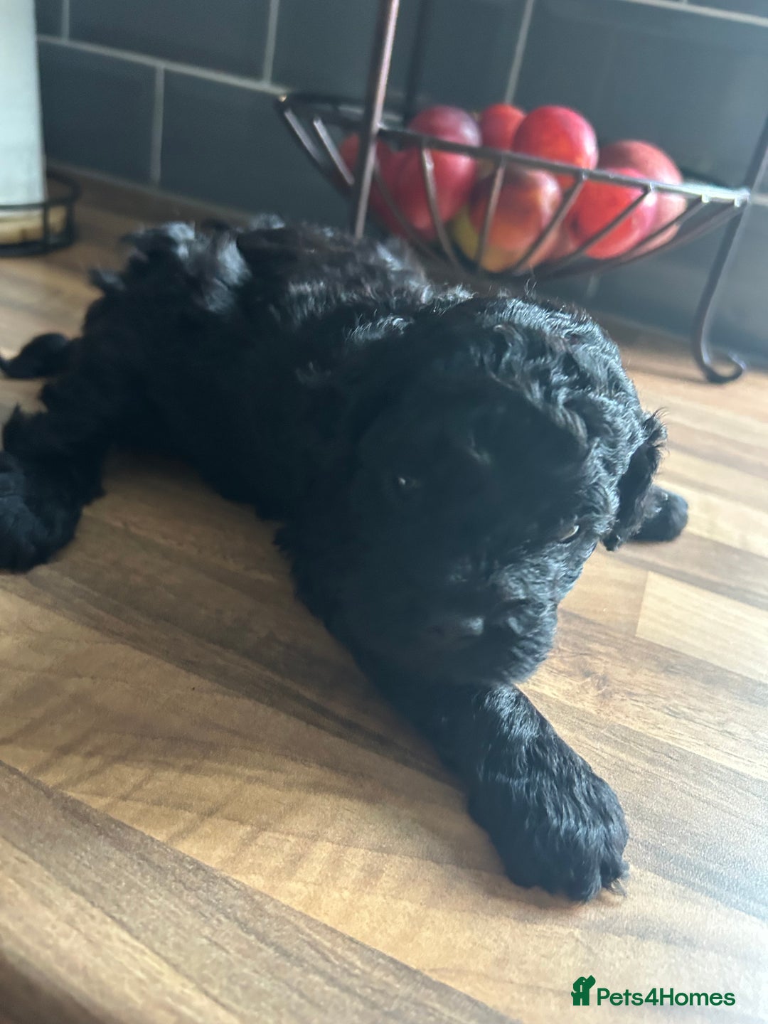 Mixed Breed dogs for sale: Shichonpoo (Teddy bear) puppies  - Image 9