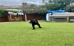 Labrador Retriever dogs for sale: Stunning litter of Black Labrador puppies  in Lydbury North - Image 9