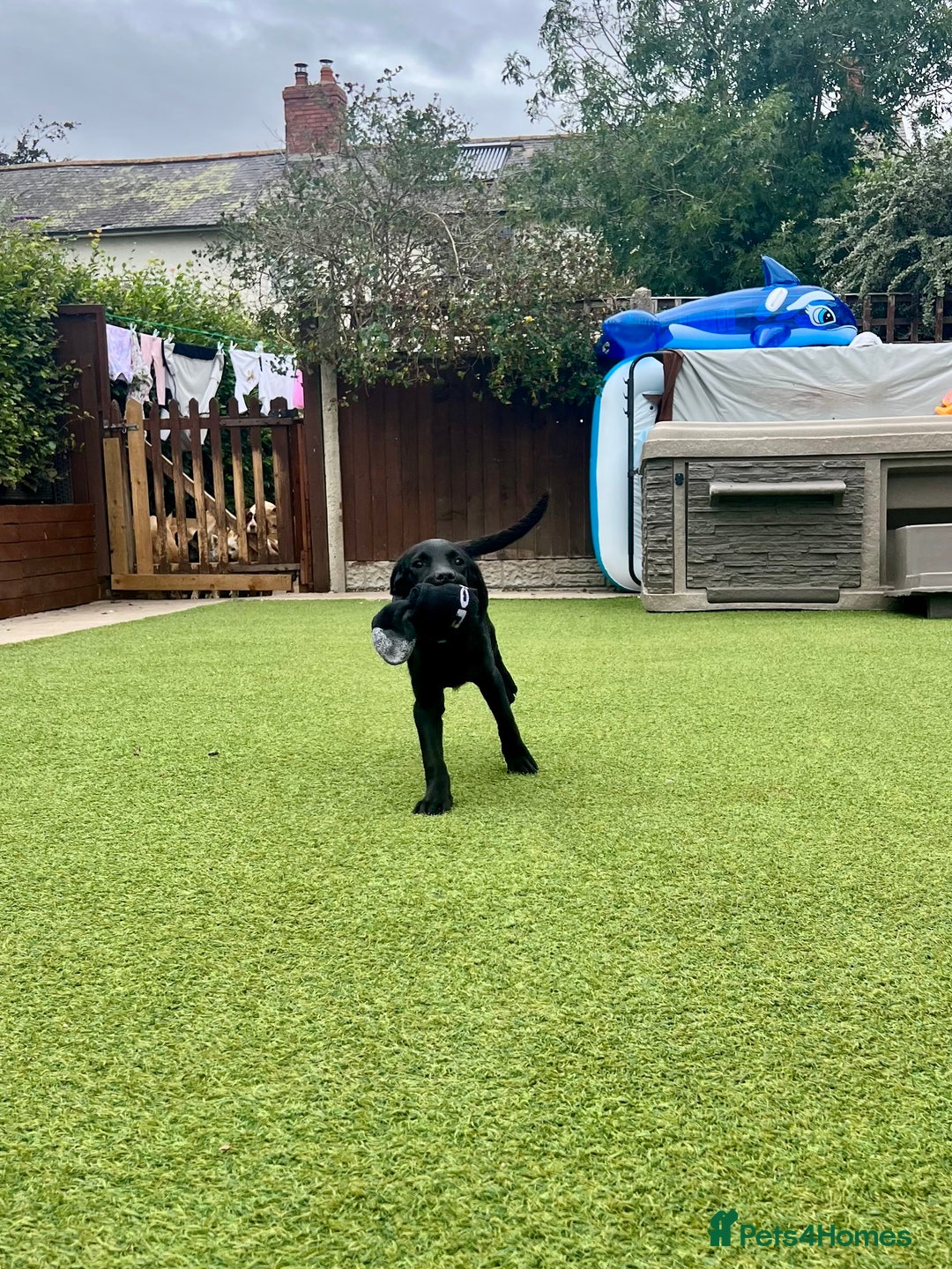 Labrador Retriever dogs for sale: Stunning litter of Black Labrador puppies  in Lydbury North - Image 9