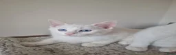 Mixed Breed cats for sale: Stunning White Blue-Eyed Male Kitten  - Advert 3