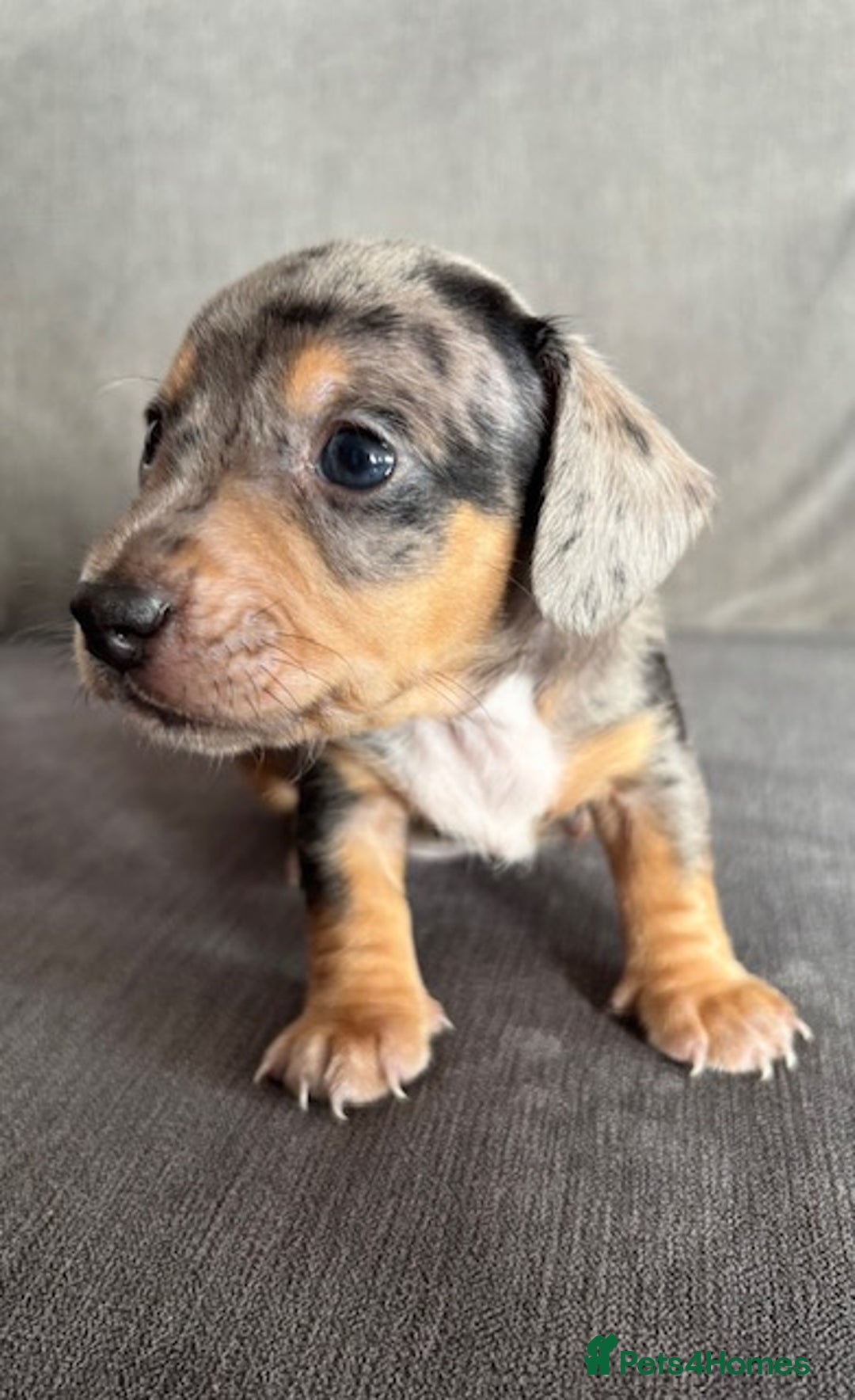 Dachshund dogs for sale: Minature Dachshund - Image 6