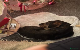 Dachshund dogs for sale: Wire haired dachshund  - Image 3