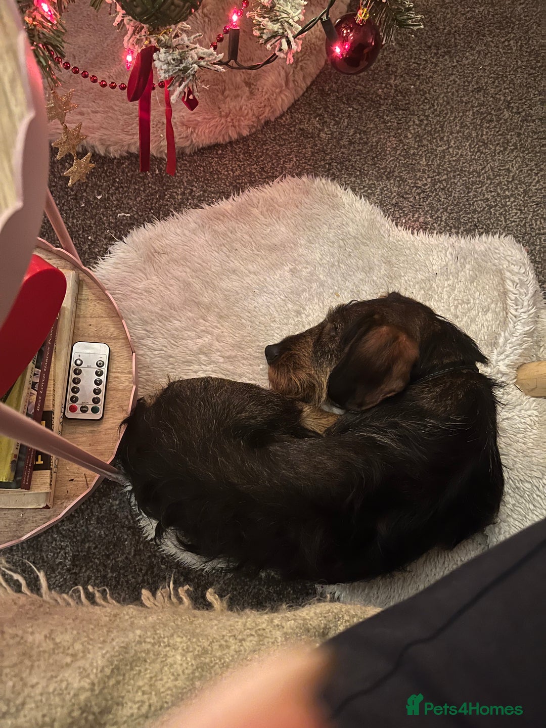 Dachshund dogs for sale: Wire haired dachshund  - Image 3