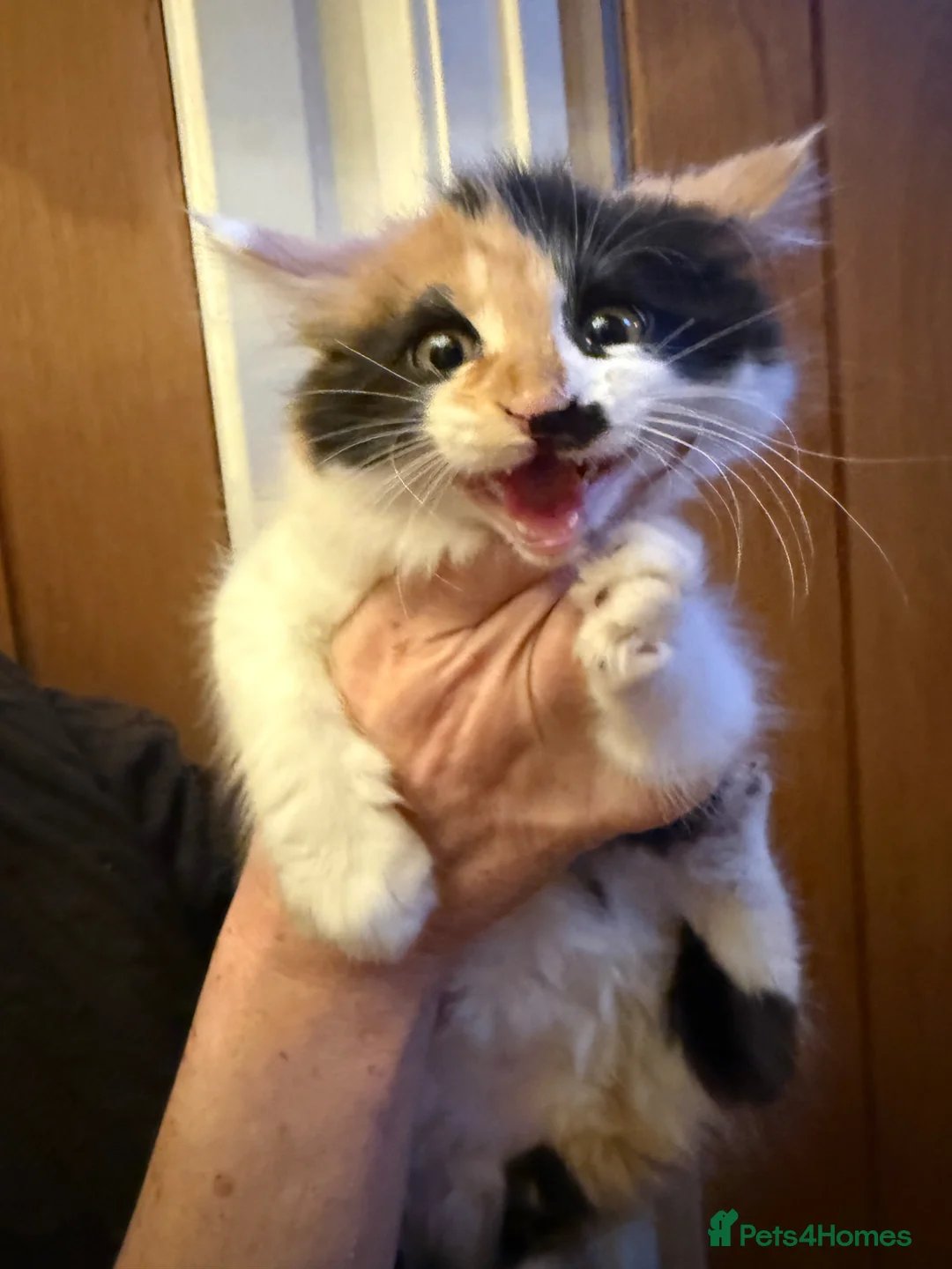 Maine Coon cats for sale: One beautiful Maine Coon kitten left in Southampton - Advert 2