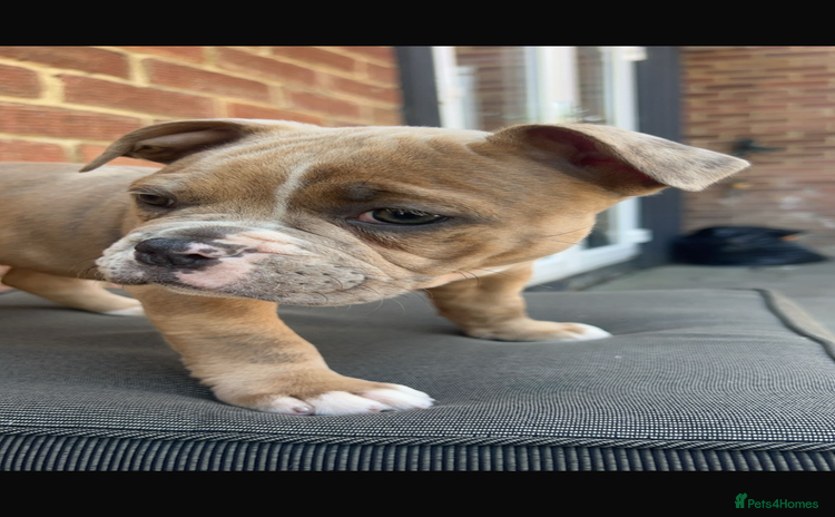 Olde English Bulldogge dogs - Advert 11