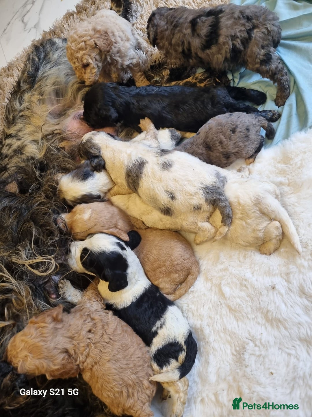 Cockapoo dogs for sale: Cockapoos - Image 23