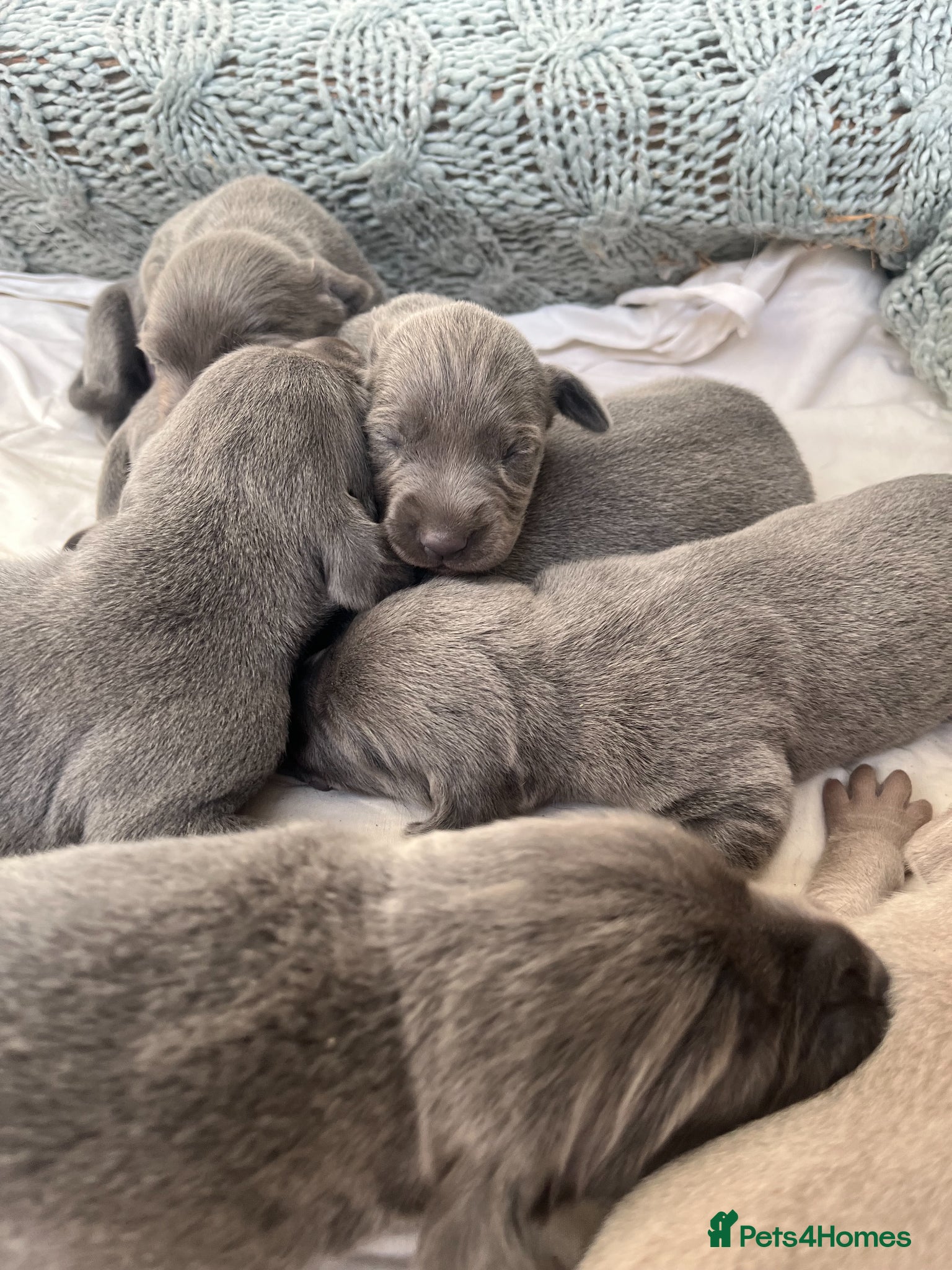 Weimaraner dogs for sale: BLUE and SILVER Purebred pups from KC reg Weims - Advert 26