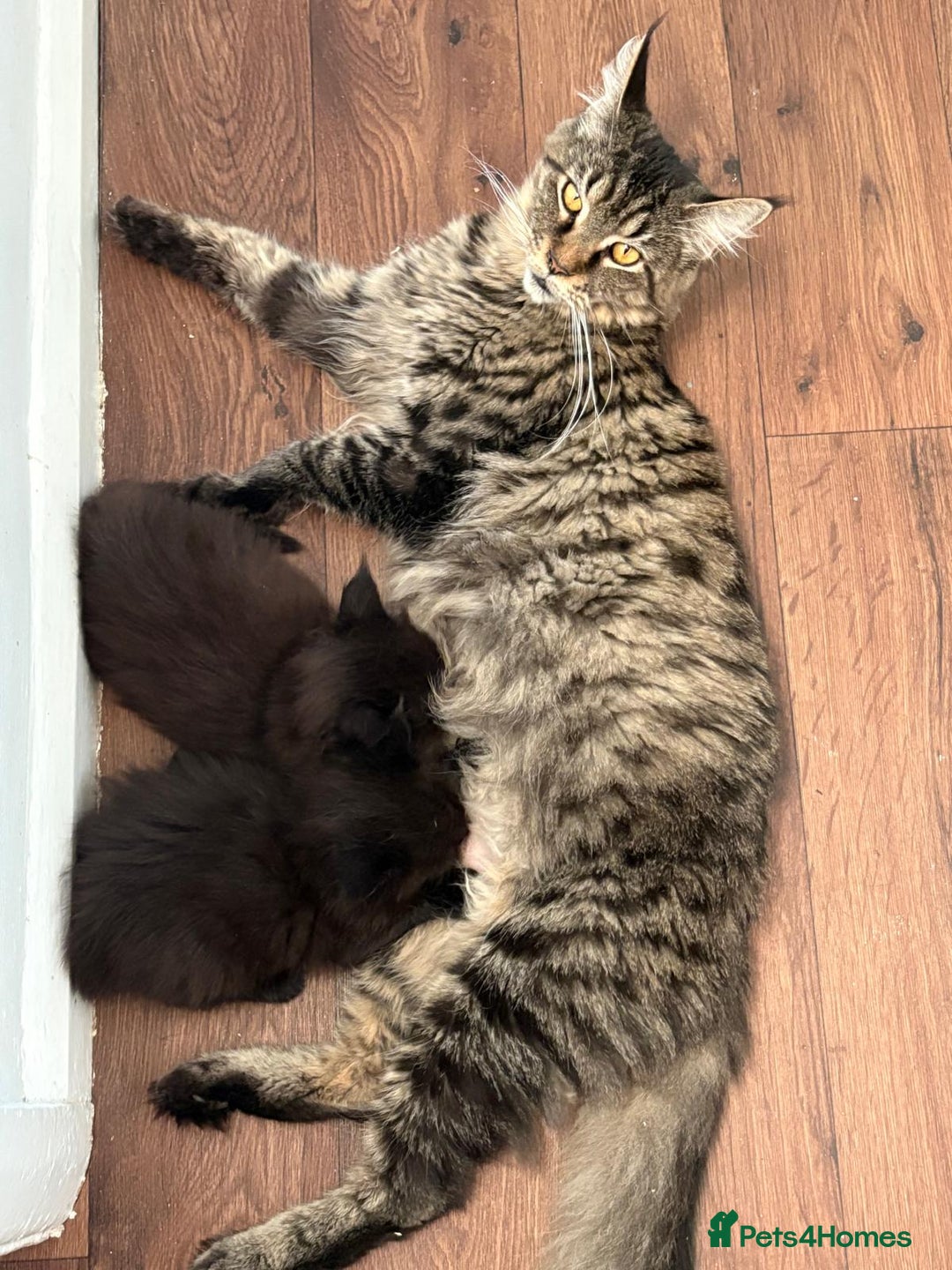 Maine Coon cats for sale: Full breed Maine Coon kittens ready to go.  - Image 8