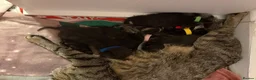 Mixed Breed cats for sale: Litter of 7 kittens  - Advert 2