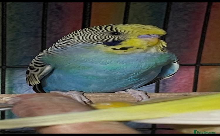 Budgerigars birds - Advert 1