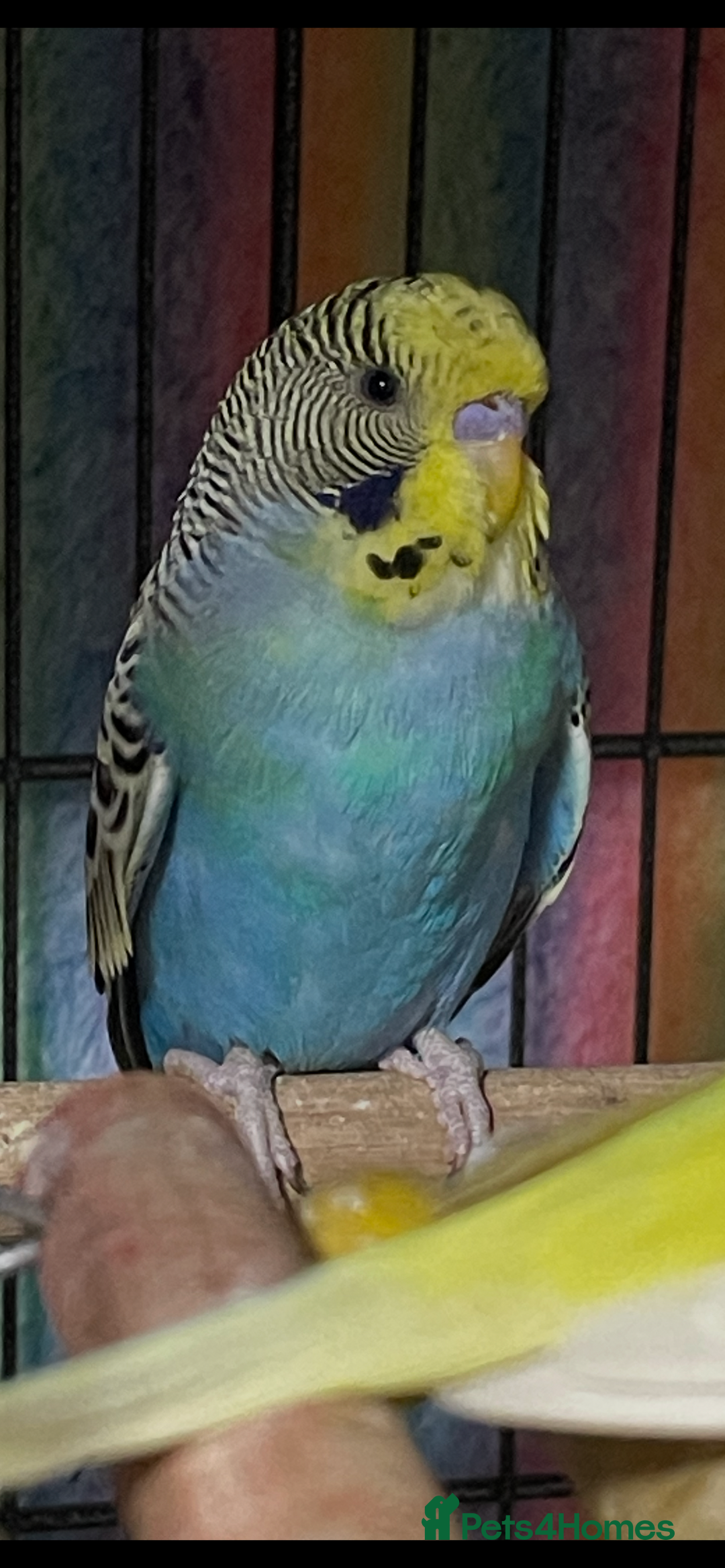 Budgerigars birds for sale: Baby Budgies’s males and females  - Image 2