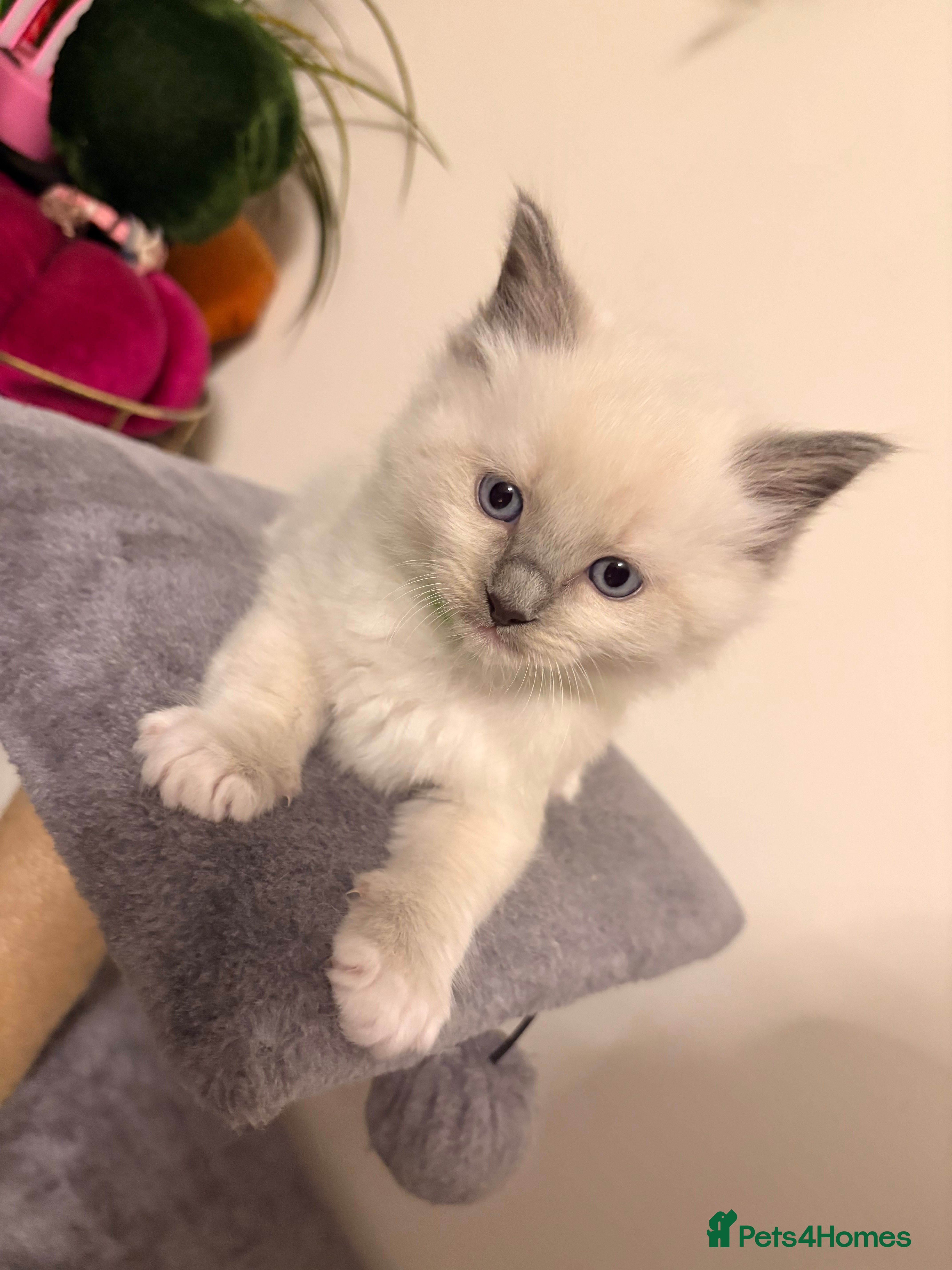 Ragdoll cats Beautiful Purebred Pedigree Blue Ragdoll Kittens - Advert 17