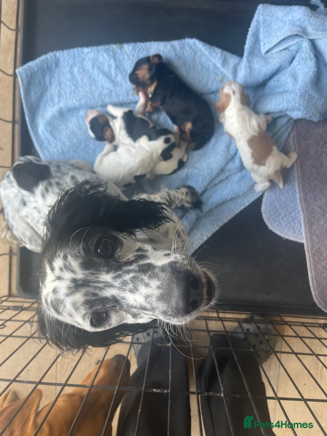 Cockalier dogs for sale: Adorable Cocker Spaniel × Cavalier King Charles  in Diss - Advert 10