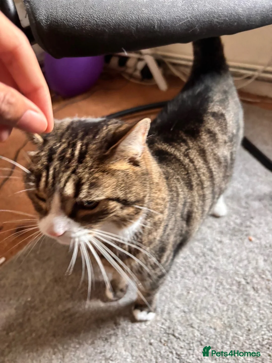 Domestic Shorthair cats for sale: 2 cute kitties need rehoming ASAP!! (FREE) in London - Advert 12