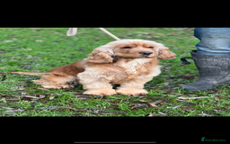 Cocker Spaniel dogs for sale: BEAUTIFUL KC REGISTERED SHOW TYPE HEALTH TESTED - Image 22