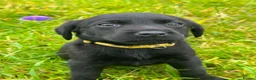 Labrador Retriever dogs for sale: Labrador puppies   - Advert 5