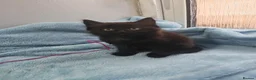 Mixed Breed cats for sale: 8 WEEKS OLD FLUFFY Kittens VIDEOS - Advert 20
