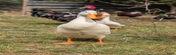 Mixed Breed poultry for sale: 2 runner duck drakes rehome in Tunbridge Wells - Advert 2