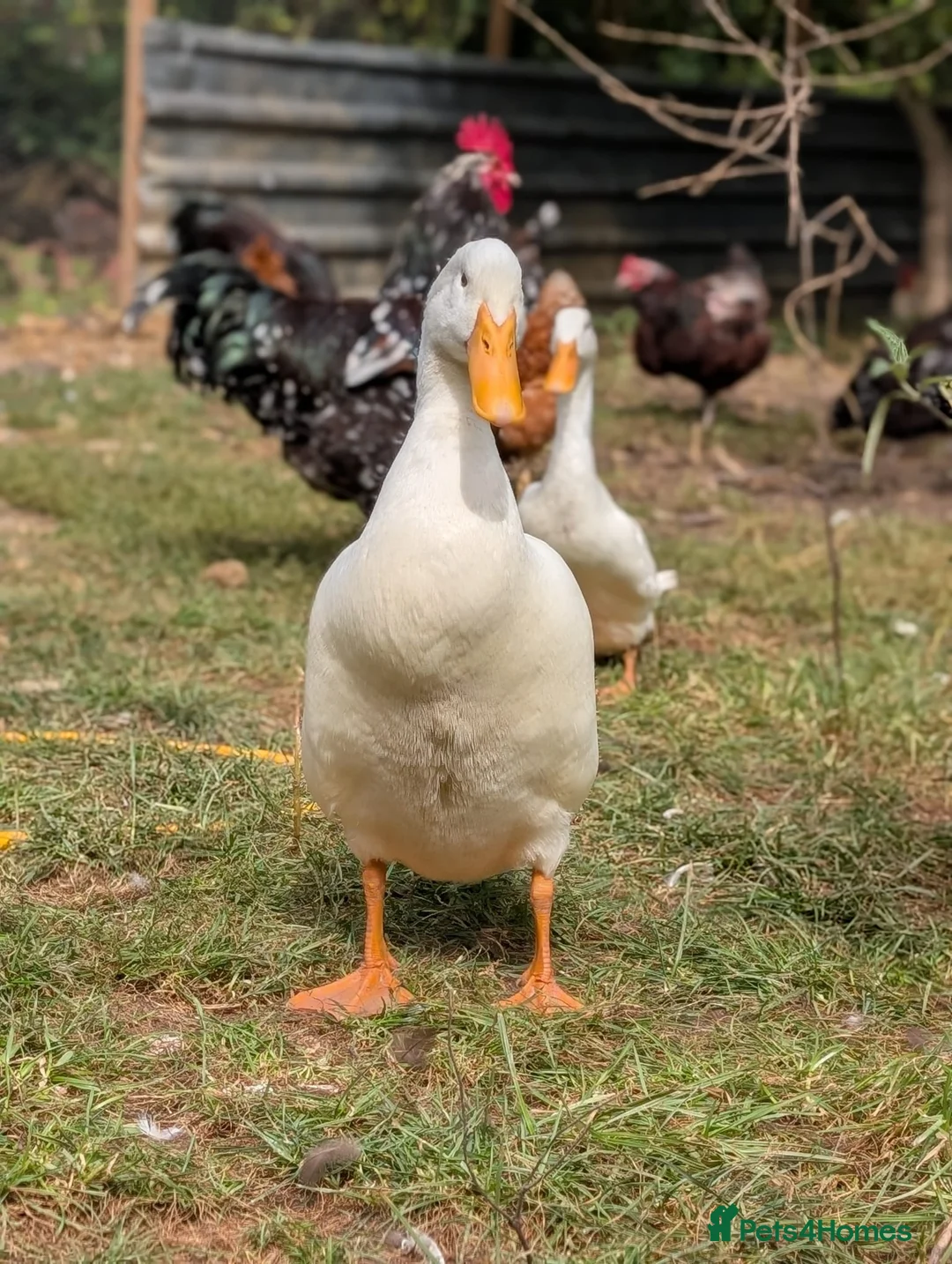 Mixed Breed poultry for sale: 2 runner duck drakes rehome in Tunbridge Wells - Advert 2