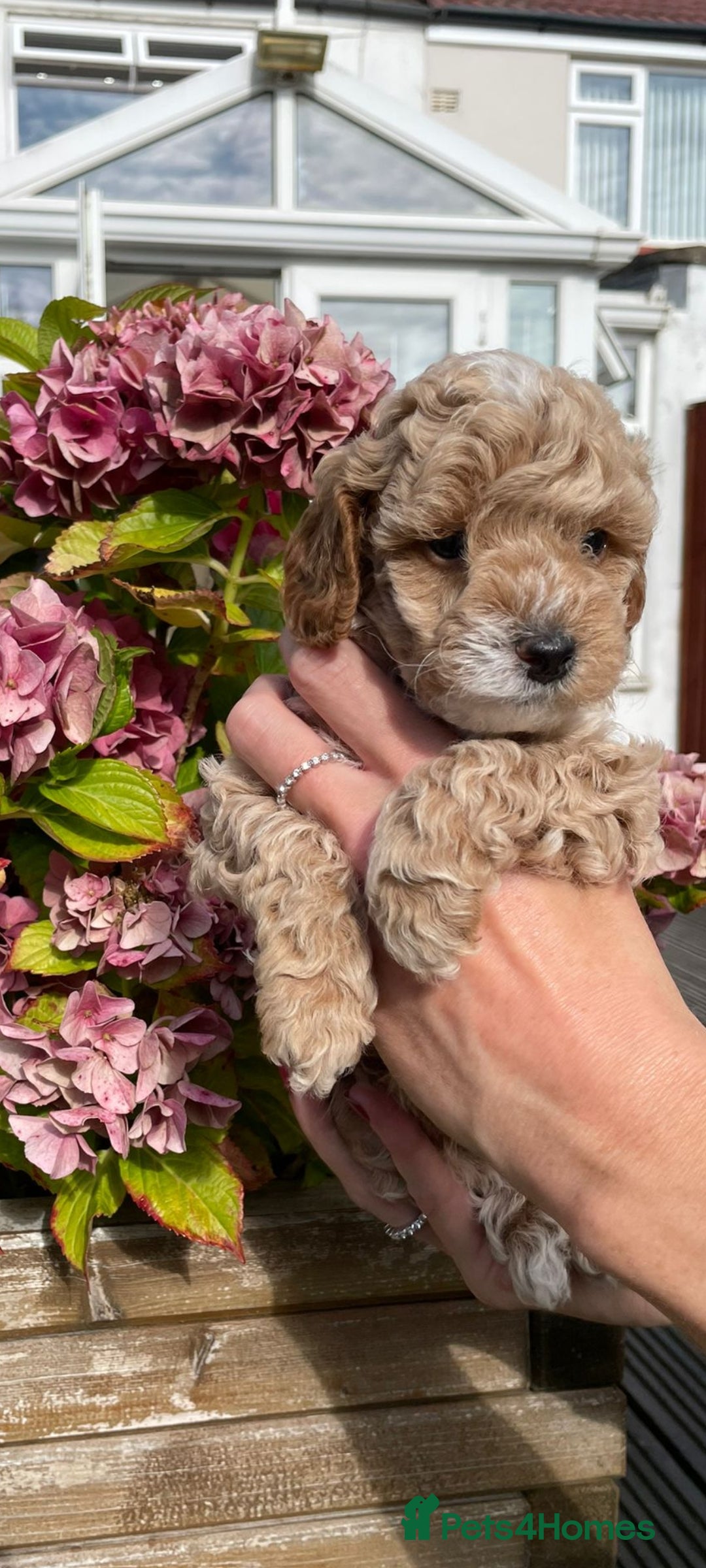 Cockapoo dogs for sale: Beautiful cockapoo puppies - Image 7