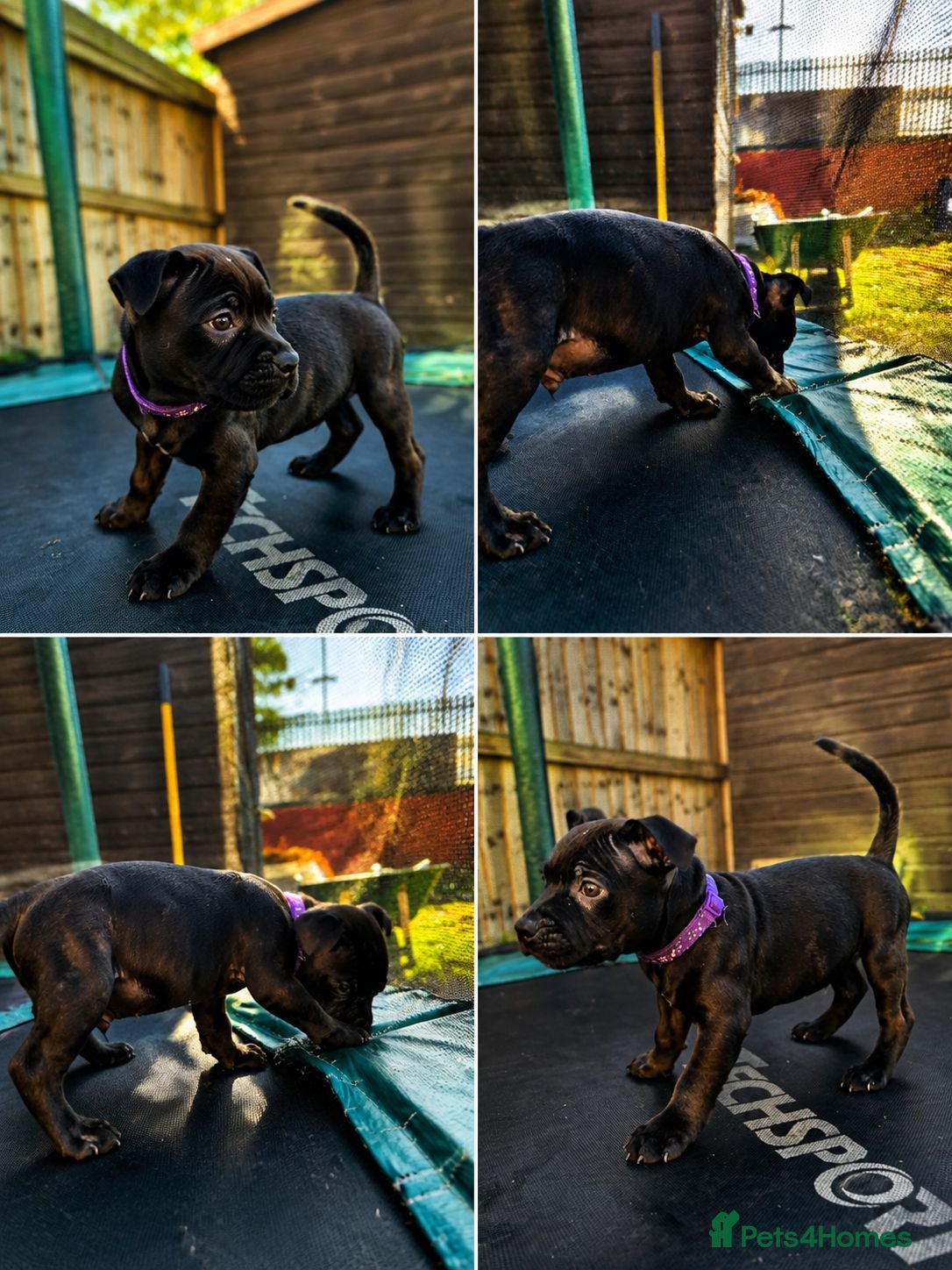 Staffordshire Bull Terrier dogs Kc reg Staffordshire bull terrier pups  - Advert 1