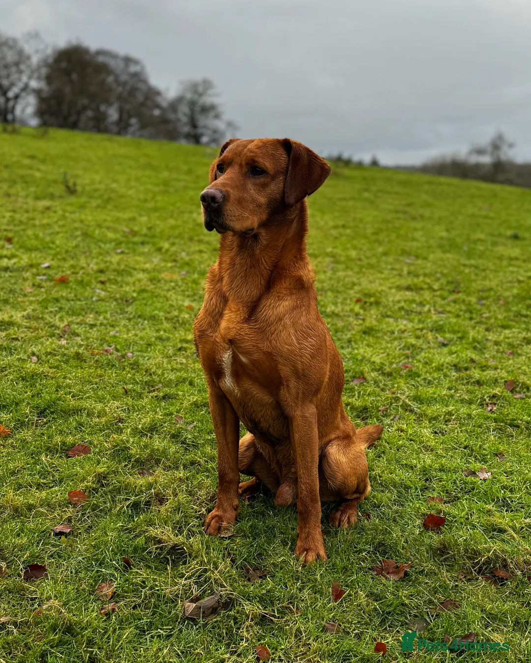 Labrador Retriever dogs for stud: 🔸DARK RED WORKING STUD KC & FULLY HEALTH TESTED🔸 in Hawes - Advert 12
