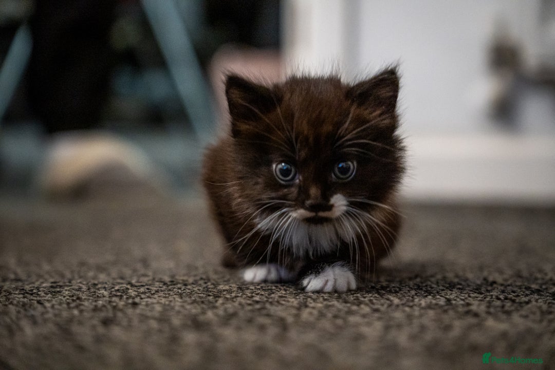 Mixed Breed cats for sale: 🐾 Two Kittens Looking for a Loving Home 🐾 - Advert 10