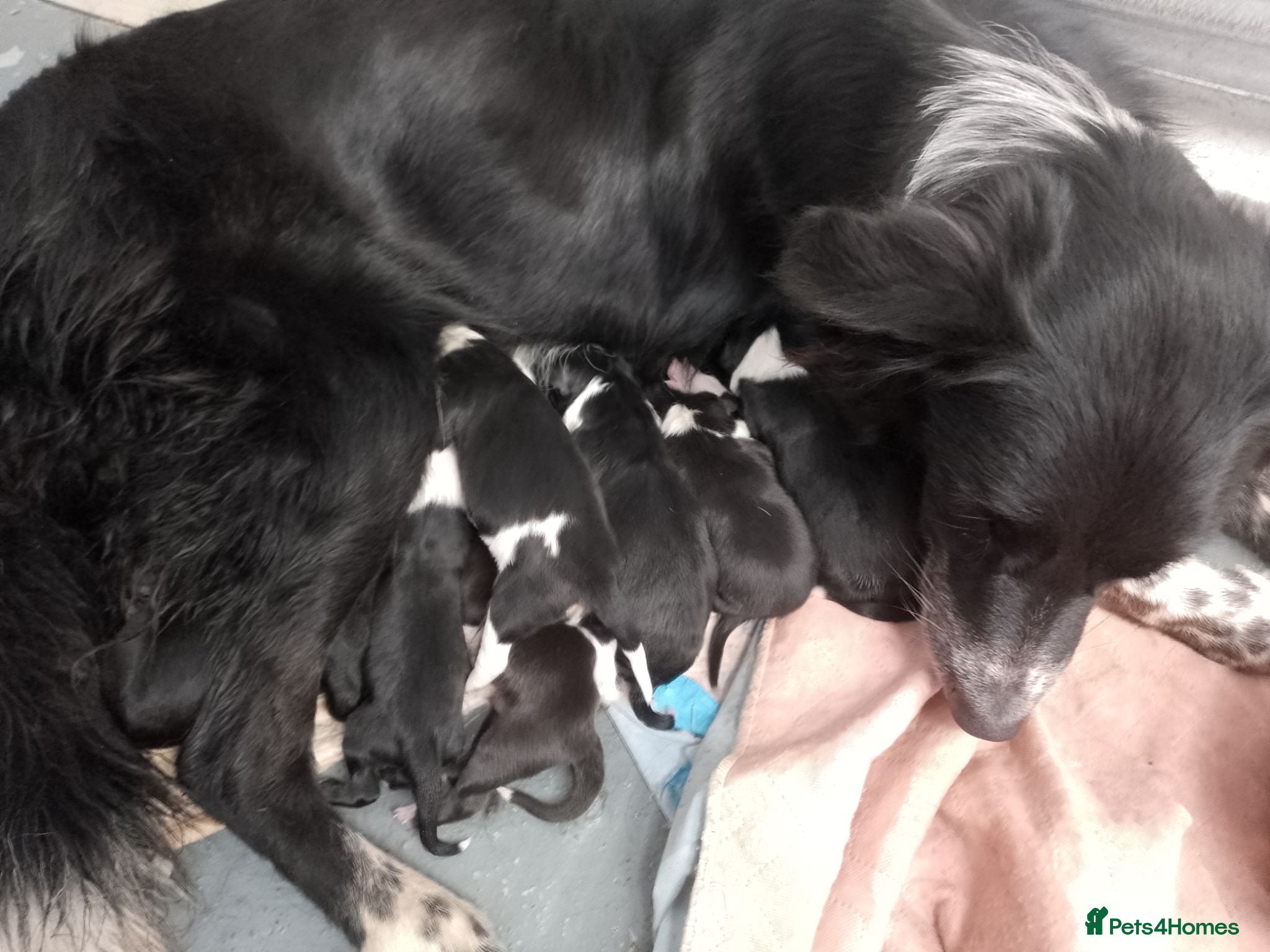 Border Collie dogs Wyverne Roy and Pips Litter of 9  - Advert 1