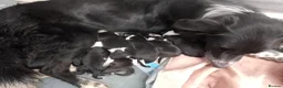 Border Collie dogs for sale: Wyverne Roy and Pips Litter of 9  - Advert 1