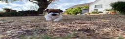 Jack Russell dogs for sale: Delightful Miniature Jack Russell Pups - Advert 7