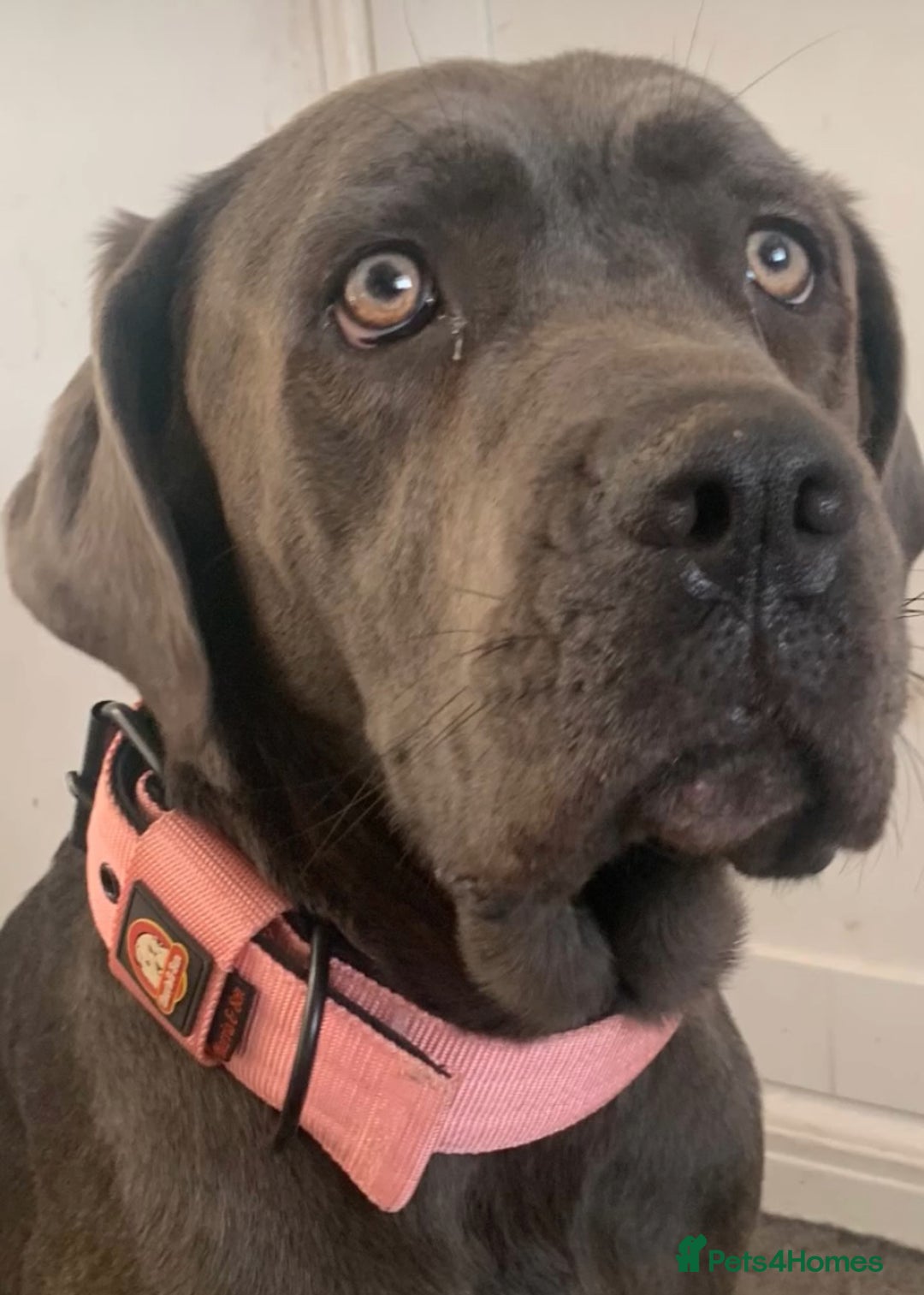 Cane Corso dogs for sale: FREE female cane corso - Image 3