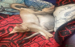 Abyssinian cats for sale: Beautiful Pedigree Abyssinian kitten - Image 5