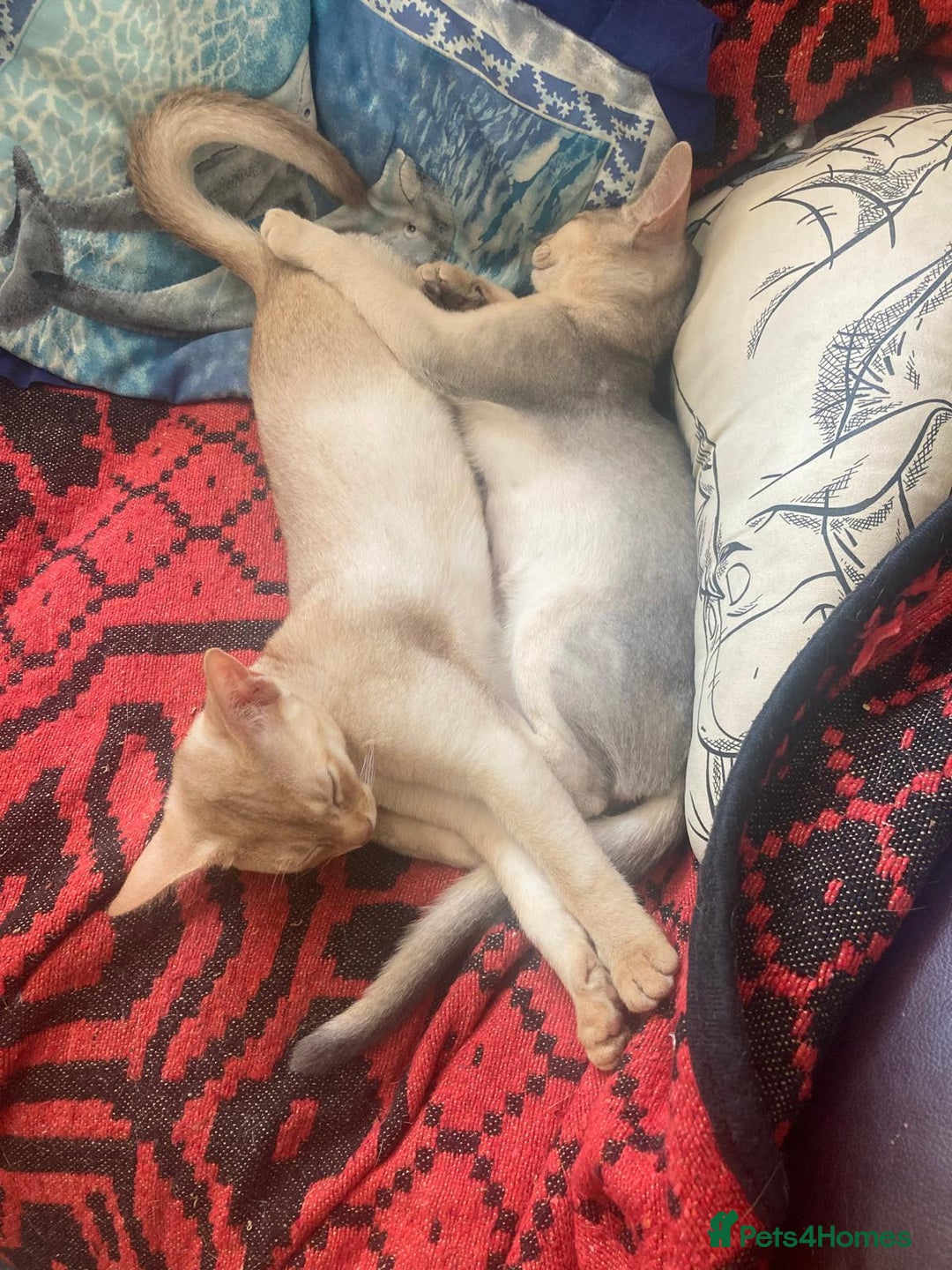 Abyssinian cats for sale: Beautiful Pedigree Abyssinian kitten - Image 5