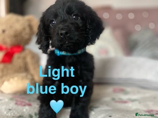 Cockapoo dogs Cockapoo puppies 💜 - Advert 1