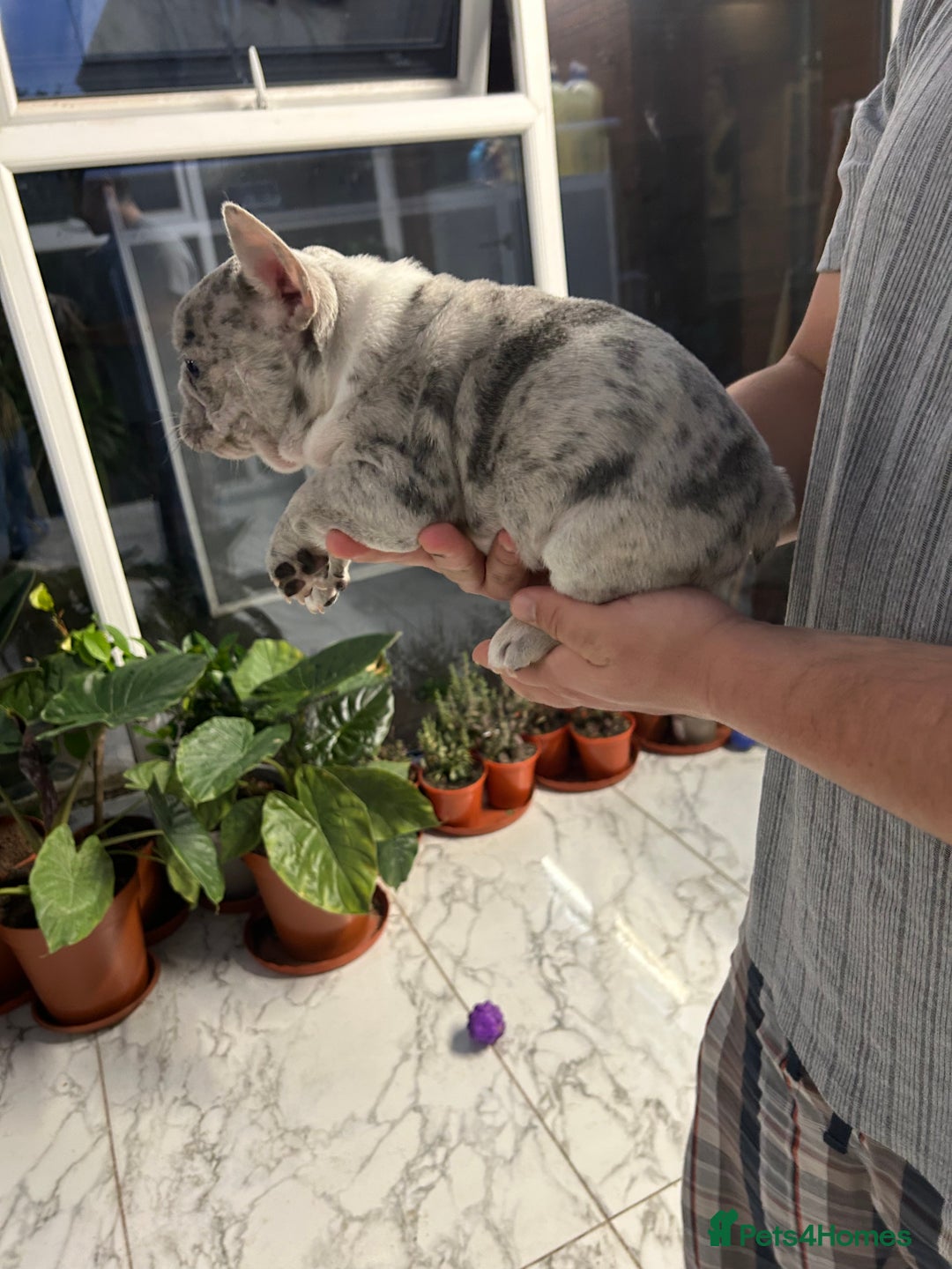 French Bulldog dogs for sale: 3 Extremely beautiful French bull terriers kc reg  - Advert 29