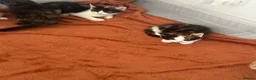 British Shorthair cats for sale: 7 kittens brown/tortoise shell/ ginger n white  - Advert 13