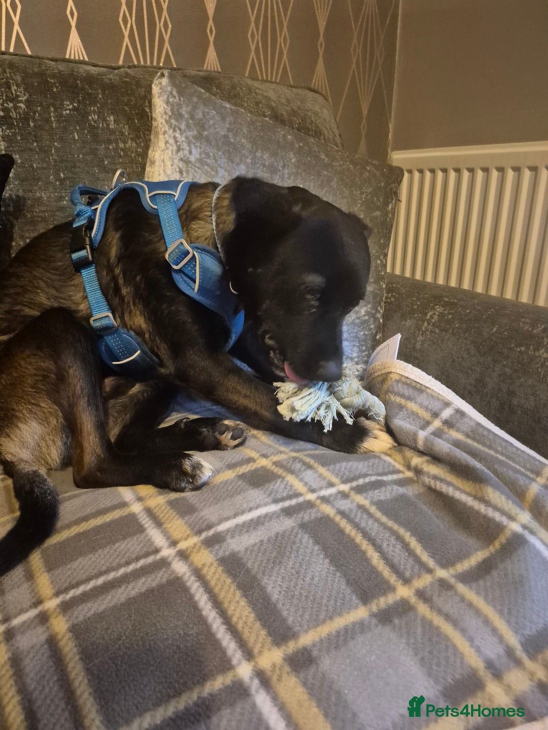 Mixed Breed dogs for adoption: PUPI!  - Advert 9