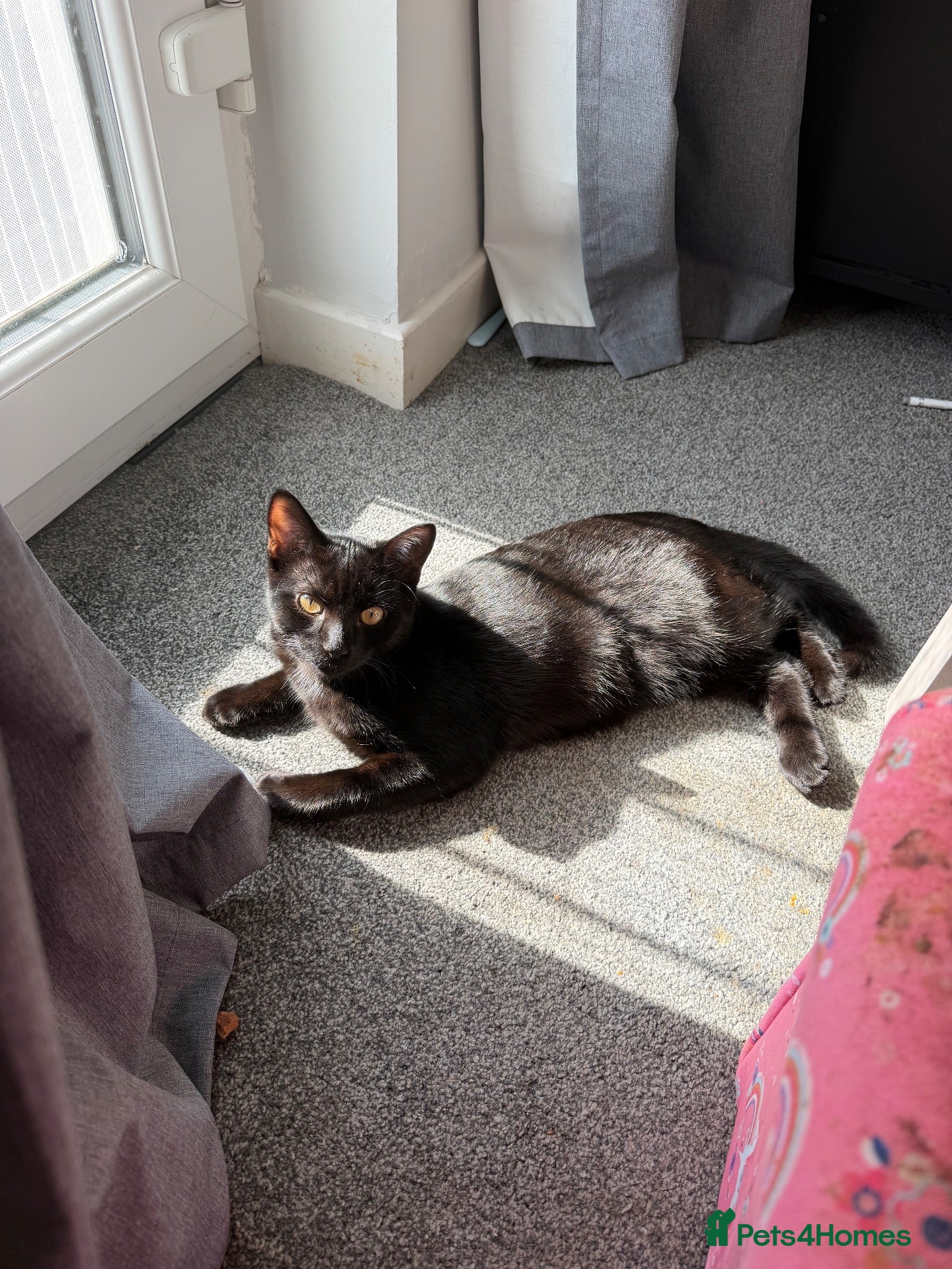 Mixed Breed cats Brother sister need to go together  - Advert 1