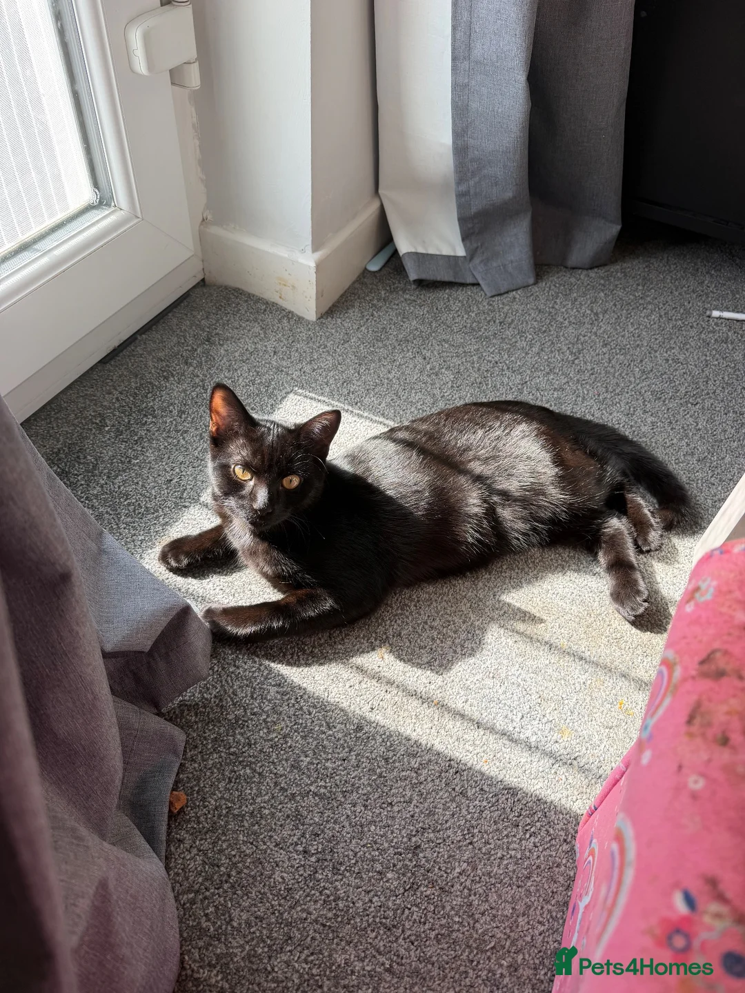 Mixed Breed cats for sale: Brother sister need to go together  in Faversham - Advert 1