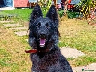 Mixed Breed dogs - Advert 20