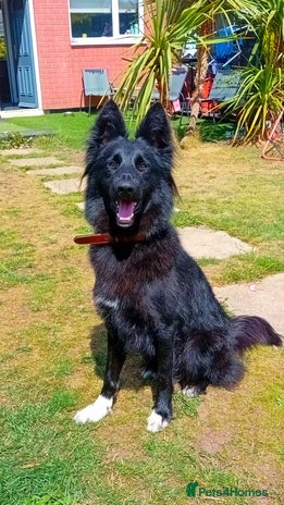 Mixed Breed dogs - Advert 5